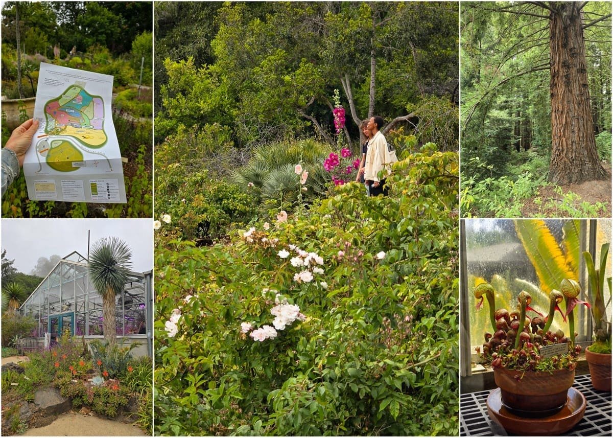 16 Things to Do in Berkeley, California 8 UC Berkeley Botanical Garden best thing to do
